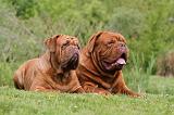 DOGUE DE BORDEAUX 001